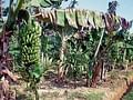 Green farming: Banana cultivated using Jeevamritha in 10 acres of land. DH photo