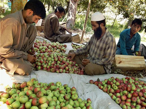 According to a report prepared by state Horticultural Department, of the 2,36,058 hectare under fruit crops, 1,27,232 hectare area was affected due to rains and floods in 2014- 15, 'which caused 11,19,738 metric tonnes fruit production loss to the growers'. Fruit production during 2014-15 went down by 52.9%. PTI file photo