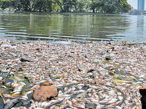 The Bruhat Bengaluru Mahanagara Palike (BBMP) got workers to remove the fish but morning walkers and those passing by the lake opposite MEG Gate said they had to cover their noses to escape the unbearable stench.