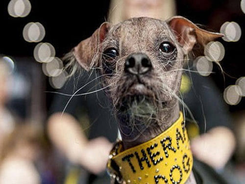 Mugly was abandoned by a breeder when he was just three-days-old. Then, he grew into a very ugly dog - so ugly that a panel of judges in the US crowned him the World's Ugliest Dog in 2012 and Britain's ugliest dog in 2005. Image courtesy Twitter.