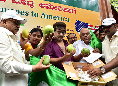 Urban Development Minister R Roshan Baig, president of KSMD&MCL M Kamalakshi Rajanna, actor V Ravichandran and Health Minister K R Ramesh Kumar flag off the first consignment of mangoes to the US, in Bengaluru on Thursday. DH photo