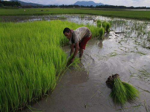 The study looked at 19 varieties of rice to identify which ones were more efficient at using nitrogen. File photo