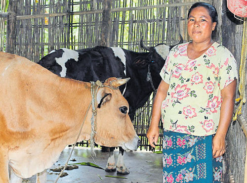 A member of a self-help group Bakdil with her cows. SAIDUL KHAN