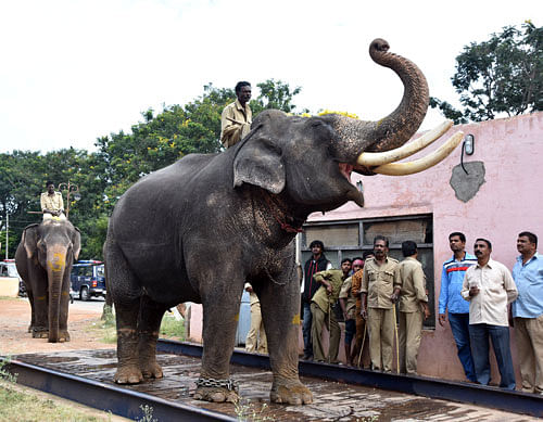 Dasara elephant Arjuna is made to stand on a weigh bridge for checking his weight in Mysuru on Saturday. DH photo