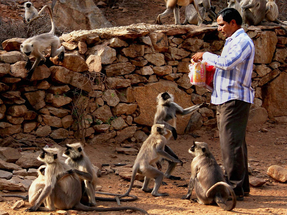 Himachal to give Rs 300 for killing monkey. File photo