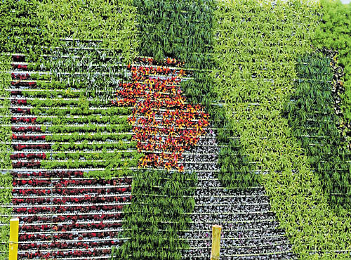 GREEN WALLS With urban spaces shrinking, vertical farming seems to be the way ahead towards self-sufficiency.