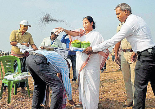 West Bengal Chief Minister Mamata Banerjee sowing seeds at a plot handed over to farmers in Singur on Thursday. PTI