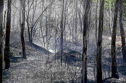 Forest fire broke out on Chamundi Hills near Mysore on Friday. KPN