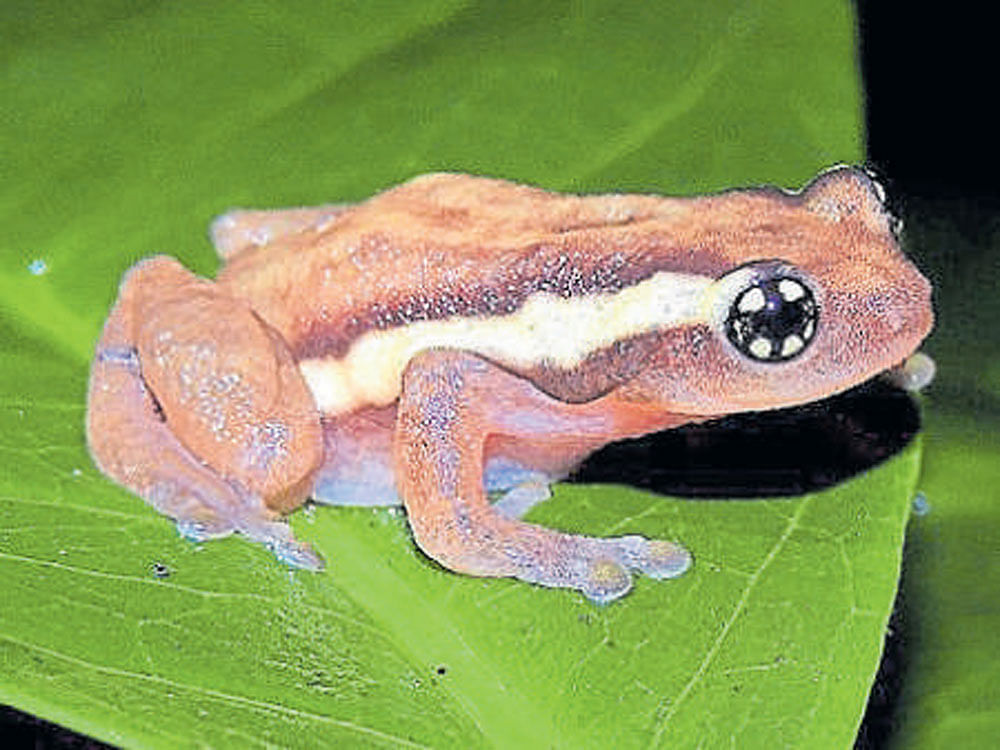 VITAL Ochlandra Reed-bush frog