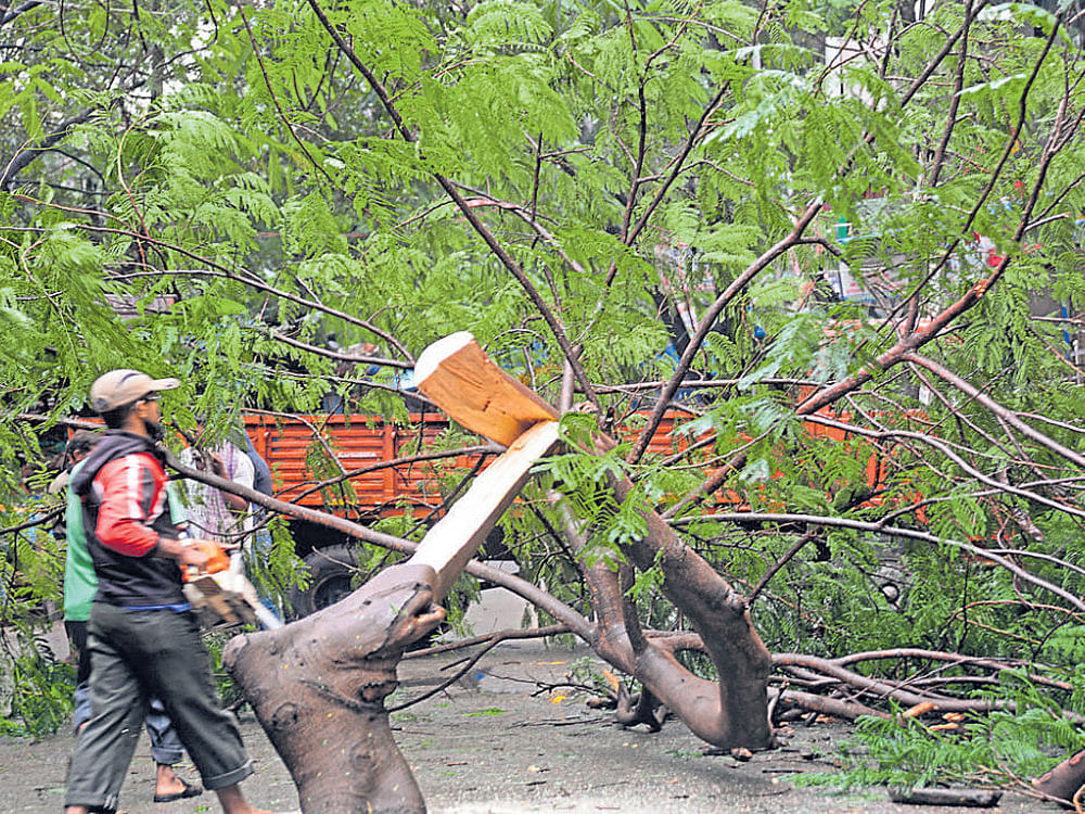 Rain trees which are uprooted due to heavy showers often lie uncleared due to a delay in getting the transit permission. dh file photo