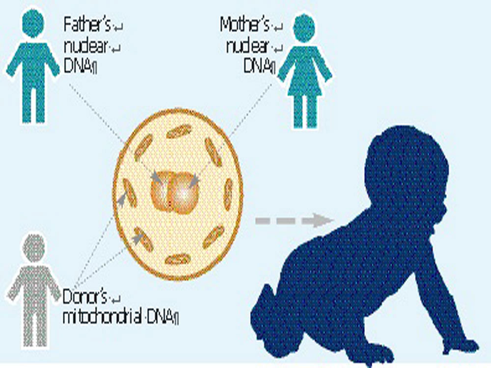 limiting disease inheritance The MRT procedure involves three people -  father, mother and a healthy female mitochondrial donor.