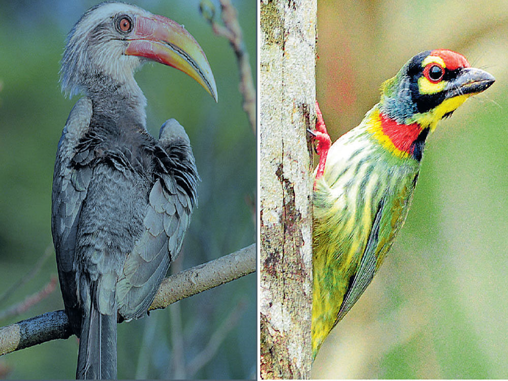 Birds like the Malabargrey hornbill, coppersmith barbet can be spotted in the Kaigavalley.PHOTOS BY HARISH KULUR & PRASHANT NAYAK