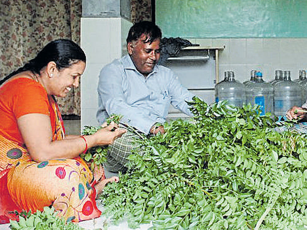 Giriraj and his wife making bunches of curry leaves; curry leaf plants grown in the front yard of their house in Medehalli village near Chitradurga. PHOTOS BY AUTHOR