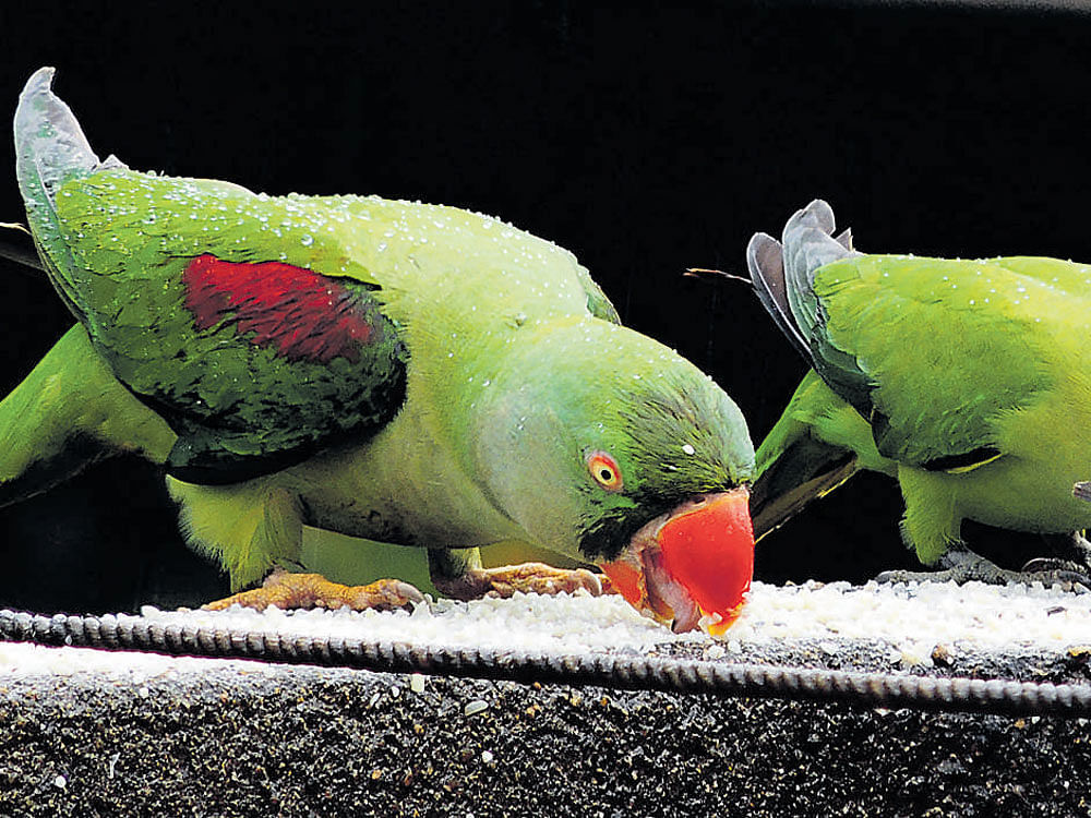 Parrots take food on Sekar's house rooftop in Chennai.