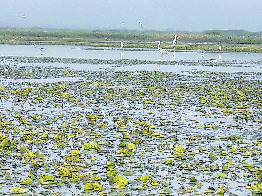 enchanting Bonhal Lake in Yadgir district attracts several birds like flamingoes and bar-headed goose. DH photo