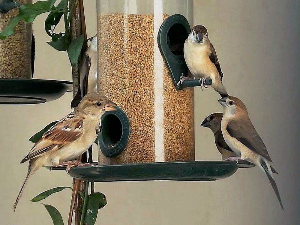 Sparrows feeding from a nest box in New Dehi. PTI Photo