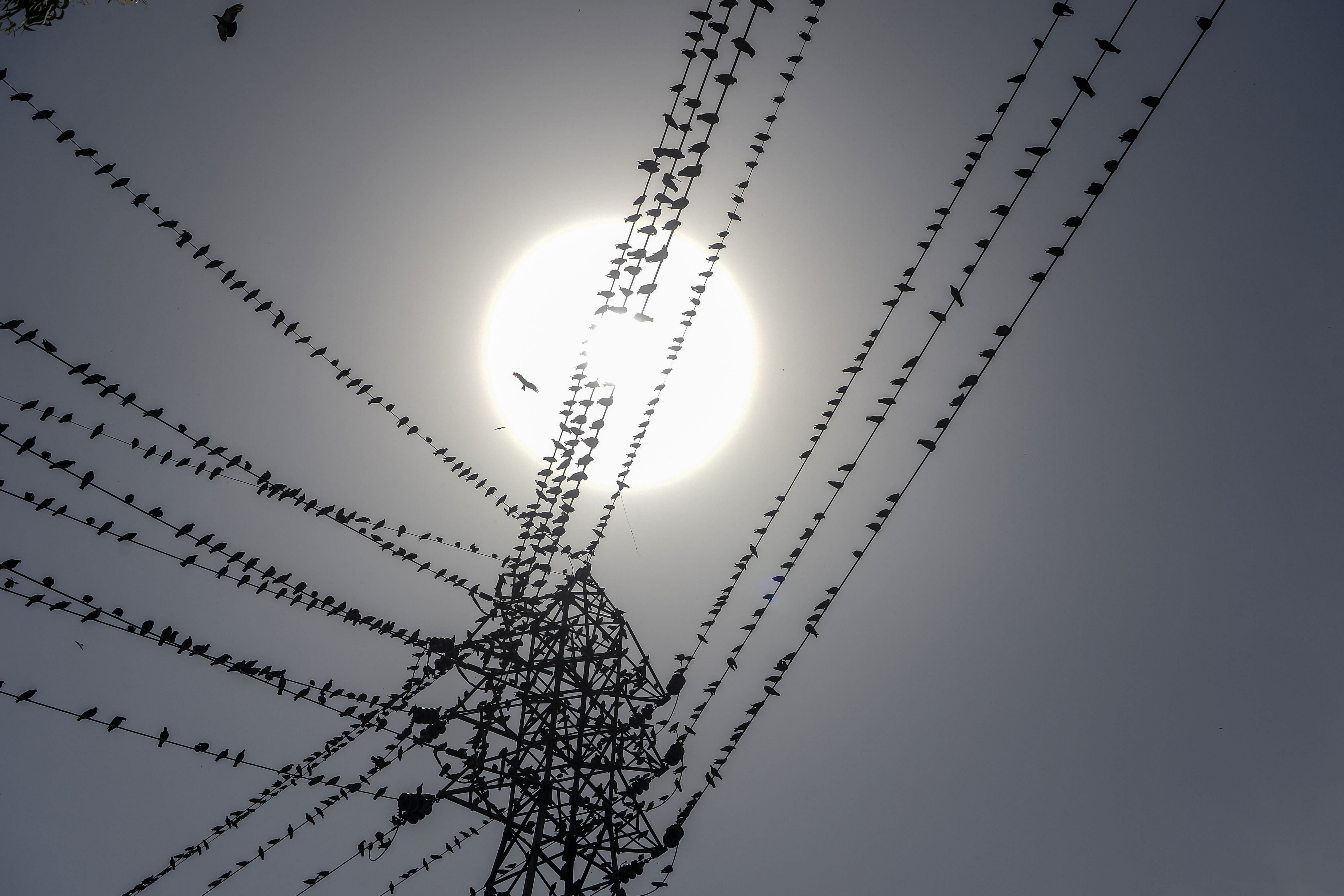 Pigeons hang onto electrical wires during a government-imposed nationwide lockdown. (AFP photo)