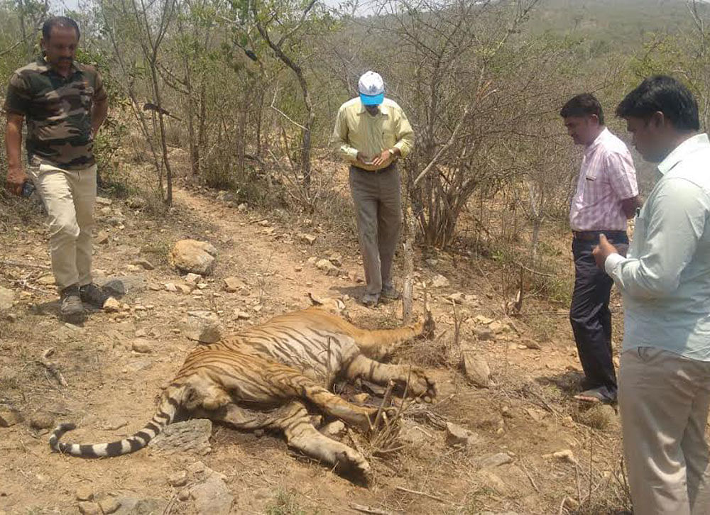 The carcass of a male tiger found in the Bandipur Tiger Reserve on Sunday.
