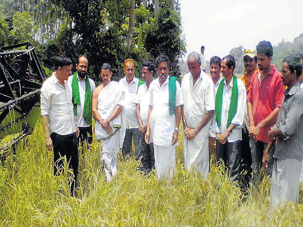 Members of the farmers' association visit the paddy field at Annappady in Manjalpade before harvesting the crop.