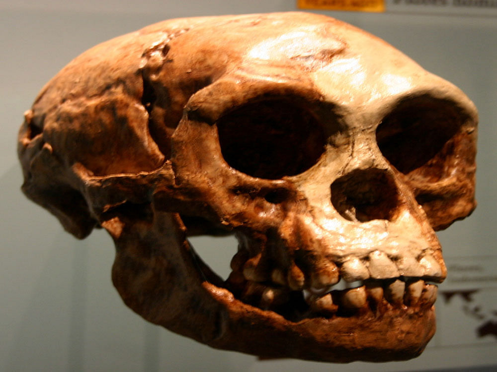 A cast of the skull of a Homo floresiensis, also called the Flores man. Photo credit: Wikipedia
