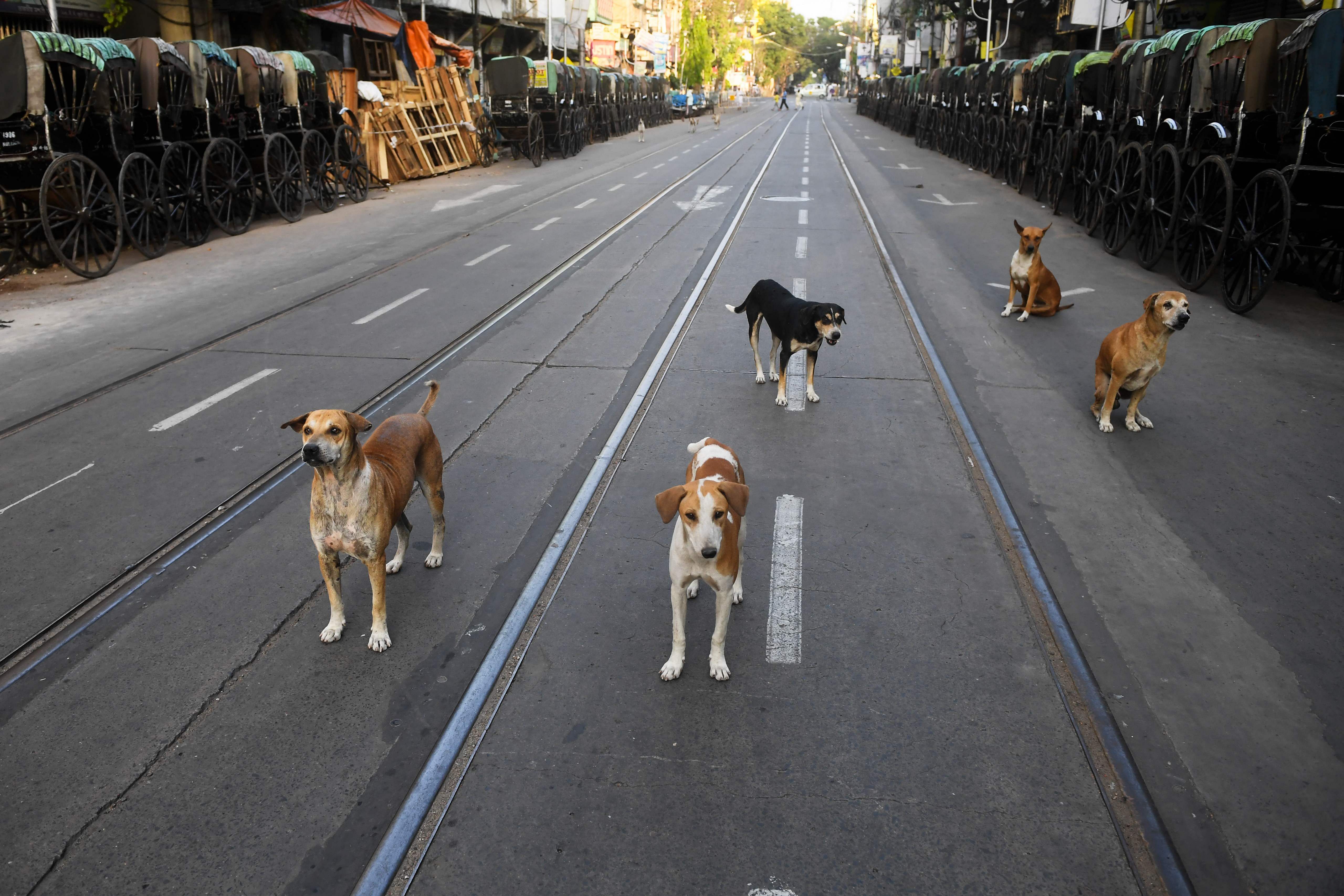 Stray dogs gather on a deserted road during a government-imposed nationwide lockdown . (AFP Photo)
