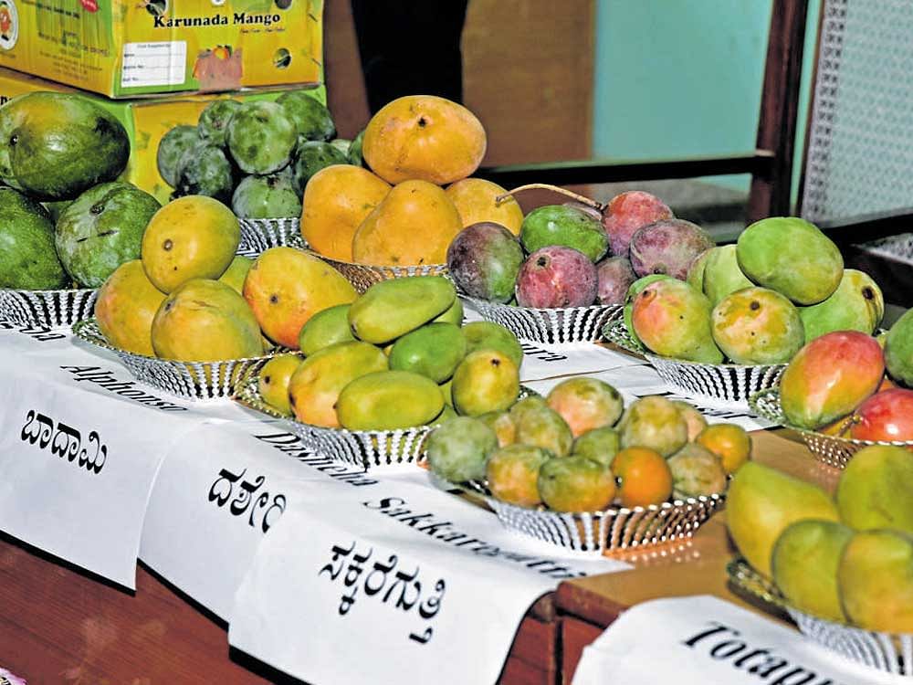 slurp! Around 40 varieties of mangoes will be available during the mango mela, according  to L Gopalakrishna, chairman, Karnataka State Mango Development Marketing Corporation Limited. dh Photo