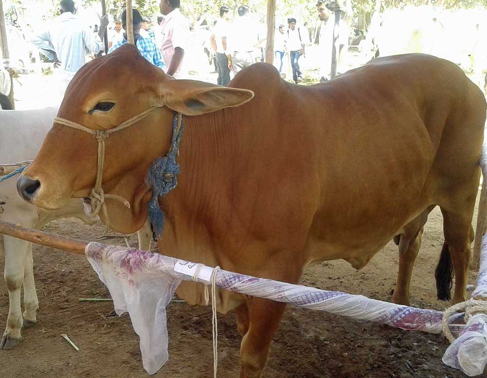 Some RJD workers tied two old cows to a pole in front of the residence of the Vaishli district vice-president of BJP's Kisan Morcha, Chandeshwar Kumar Bharti, at Bishunpur Arara village. Image for representation.