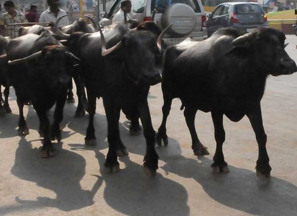 A mob allegedly pelted stones on the cattle transporters and released the livestock which was being stored in six to seven pickup vans. Photo credit: DH Representational Image.