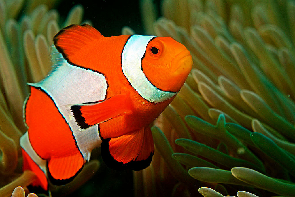 Males of the Clownfish, a species which lives exclusively in anemone, with which they share a symbiotic relationship, can change sex if their mating partner dies. Photo credit: wikipedia.