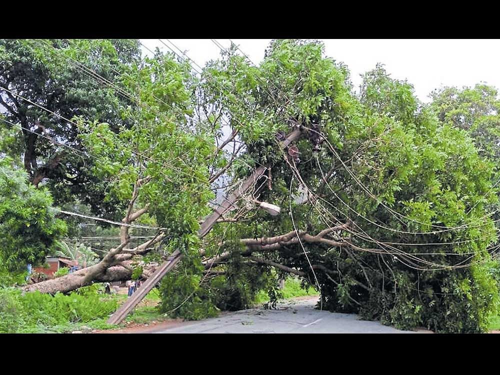 Showers uprooted a giant tree and electricity pole on NH-66 at Binaga. DH Photo