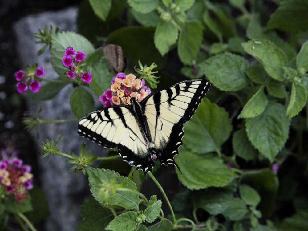The Butterfly House is the most popular attraction at Hershey Gardens in Hershey, Pa., in June 2016. (CREDIT: Tony Cenicola/The New York Times)