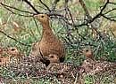 Sand grouse birds spotted at Amrith Mahal kaval area in          Basur.  Photo by S S Lingaraj