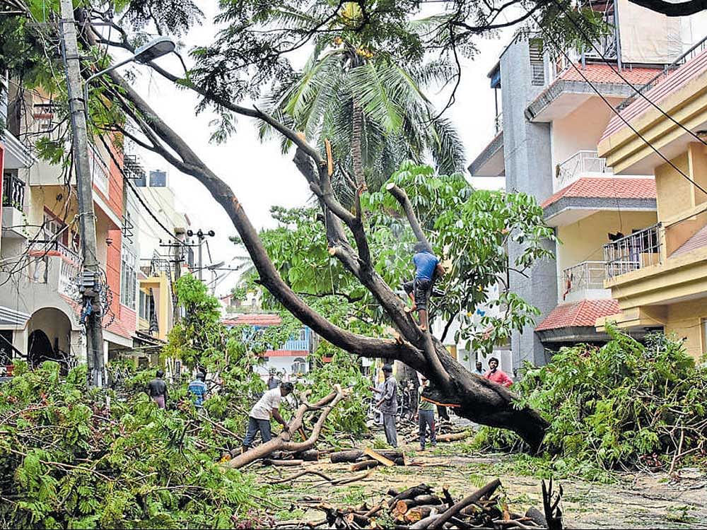 Workers clear the branches of a tree that fell after heavy rain in Indiranagar. DH PHOTO