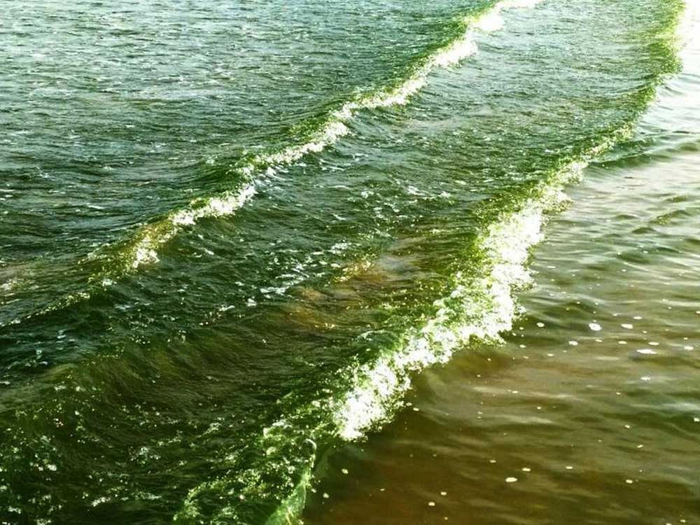 Water has turned green at Rabindranath Tagore beach in Karwar. DH photo