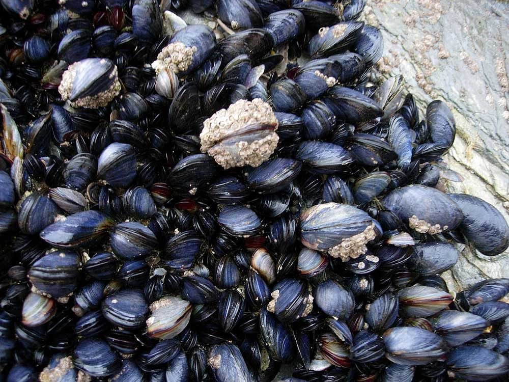 The glue is based on an adhesive made and used by mussels to stick to rocks and other formations underwater for extended periods of time without eroding away. wikipedia photo.