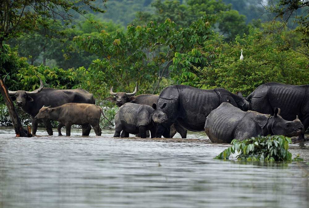 The flood situation in Assam has not only resulted in food shortage for animals, but also many deaths in the National park. PTI file photo.