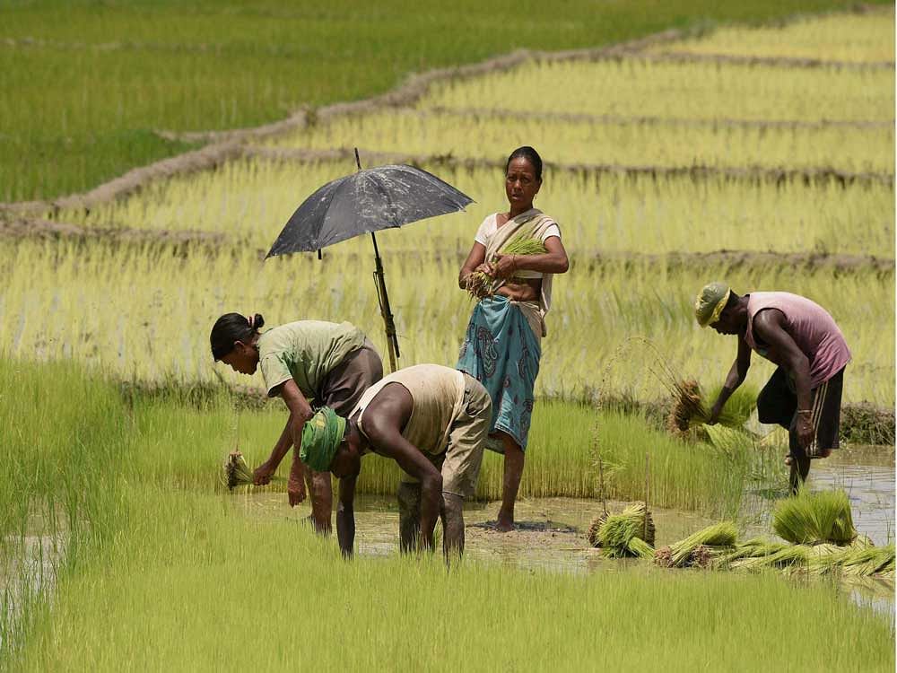 Humans who live by hunting and foraging wild foods have to put more effort into chewing than people living on farming, who eat a softer diet. PTI File Photo