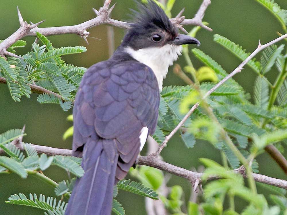 Pied cuckoo. Photo by author.