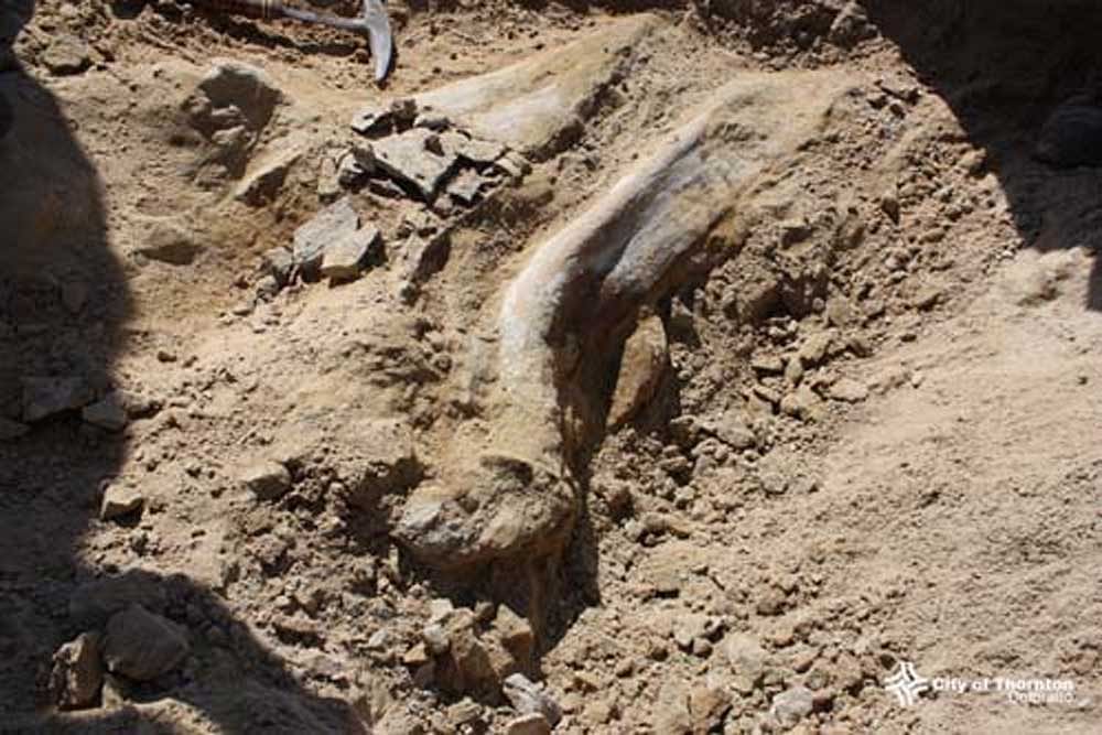 The remains of the Triceratops, being dug from the construction site in Thornton, Denver. Photo: City of Thornton.
