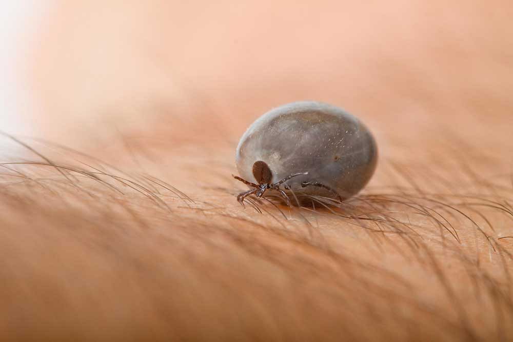 The drug is made from the saliva of ticks, a species of hematophage insects related to spiders.