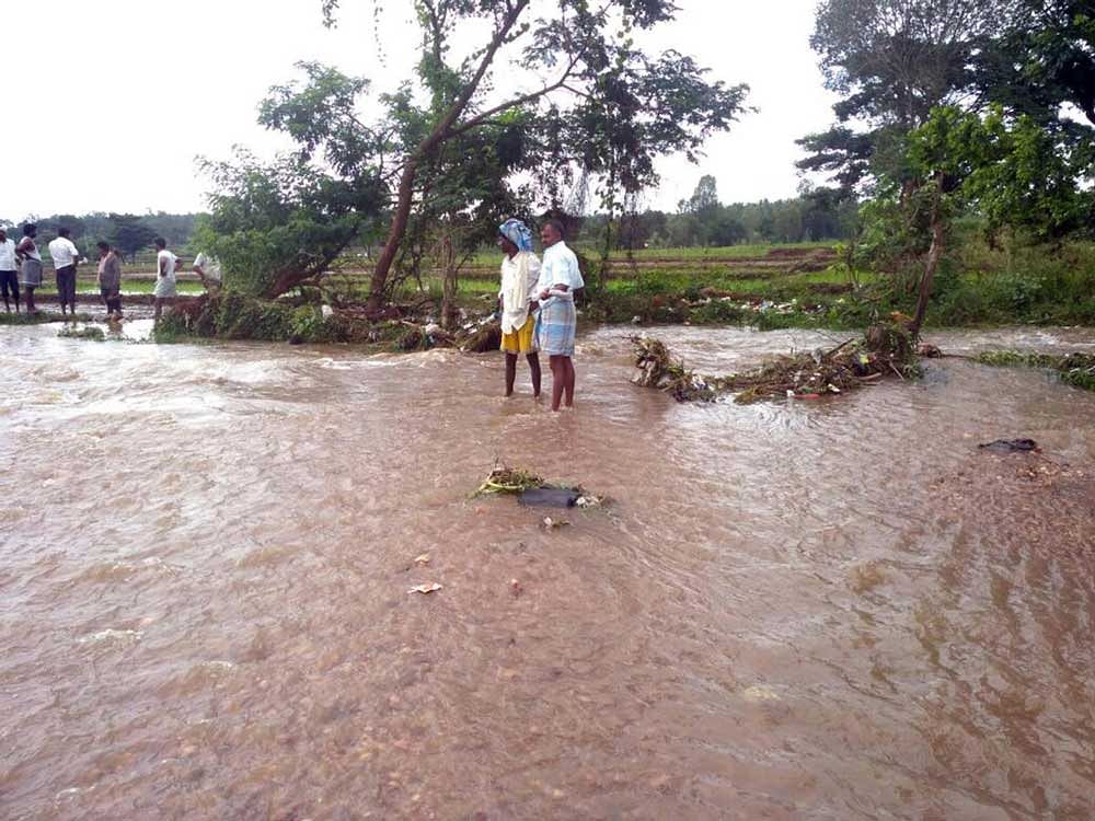 Rainwater on agricultural fields in Srirangapatna, Mandya district.