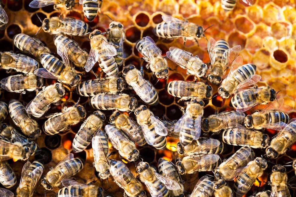 It's in the food: Bee larvae that eat royal jelly develop into queens, while those that feed on a combination of pollen and honey called bee bread become workers.