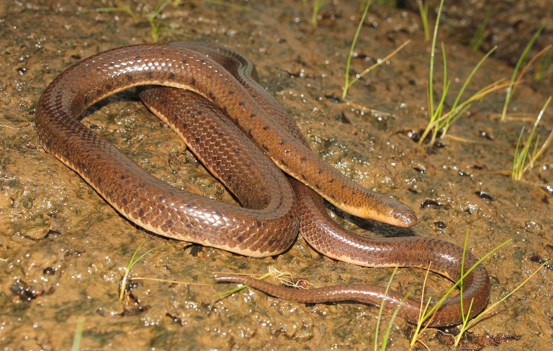 A new species of burrowing snake of the genus Rhabdops is described from the northern Western Ghats. DH photo