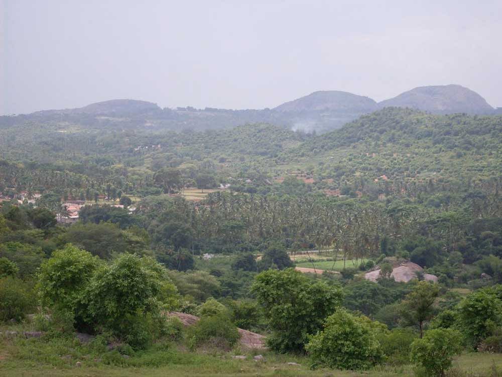 A picture of Ramadevara Betta in Ramanagaram district, which houses the only vulture sanctuary in Karnataka. DH File Photo