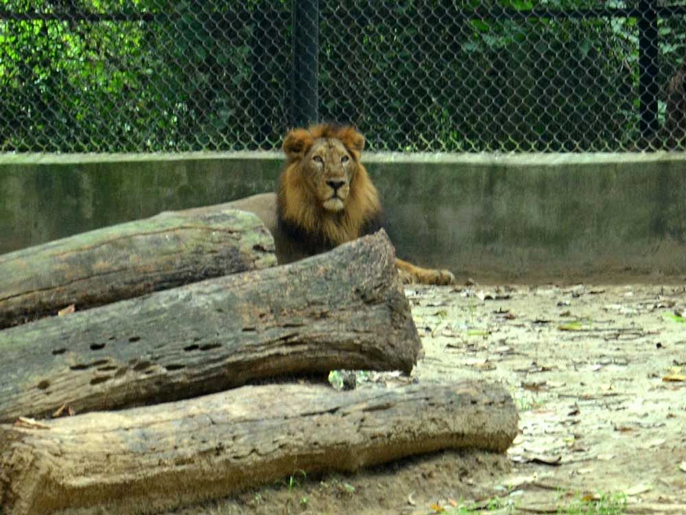 Vishal now looks forlorn at Sanjay Gandhi Zoological Park in Patna. Mohan Prasad