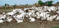 New Field: Hundreds of cattle herded in the field of Ramappa Sakroji. DH Photo