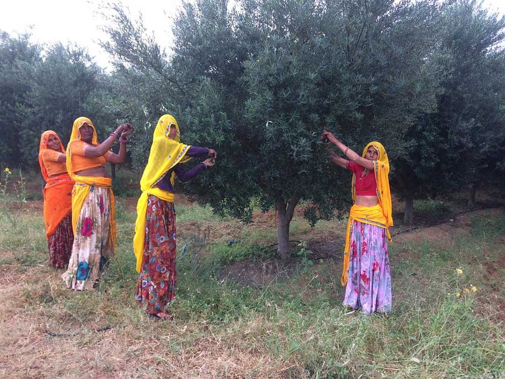 Women farmers busy on an olive farm at Bassi village in Jaipur District of Rajasthan