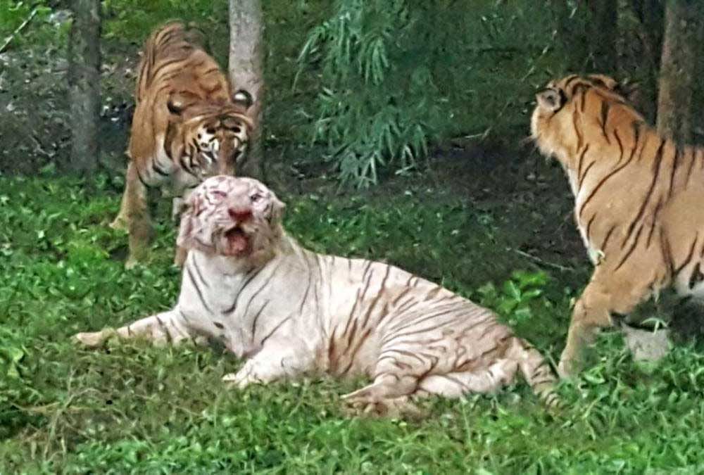 Two white tigers sneaked past the safari gates separating the Royal Bengal and white tiger enclosures on Sunday afternoon.