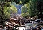 RICH FLORA The Agasthyamalai Reserve has a rich mix of dry shrub forests and lush evergreen forests.