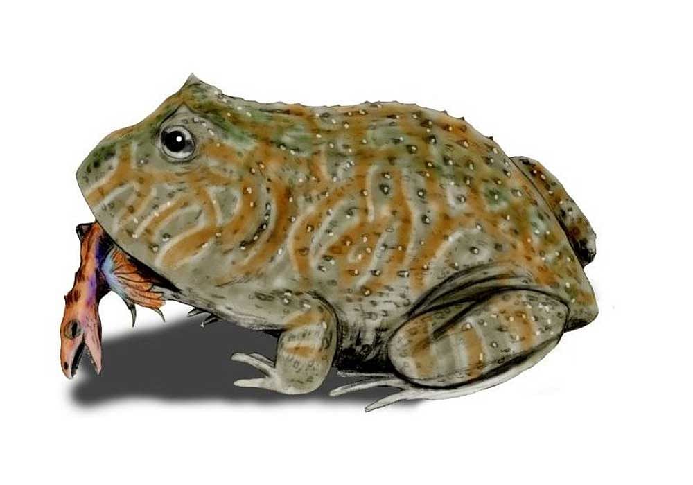 Artist rendition of the Beelzebufo, otherwise called the Devil Frog, eating a theropod. Wikipedia photo.